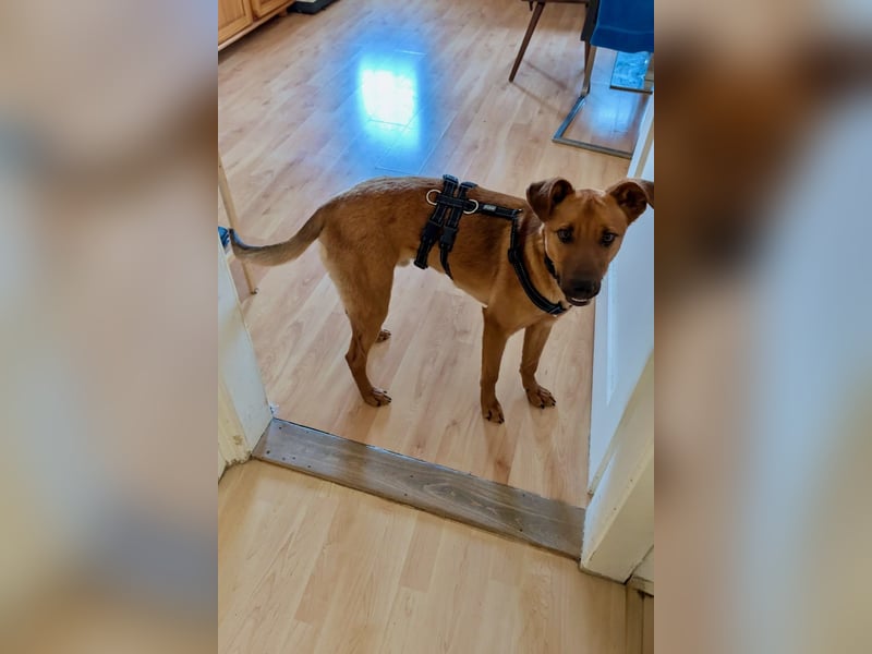 Joschi – ein Freund fürs Leben