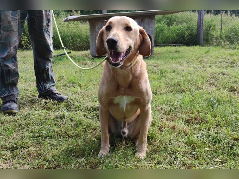 Charlie - Wer nimmt sich Zeit, ihn kennenzulernen? (07806 Weira)