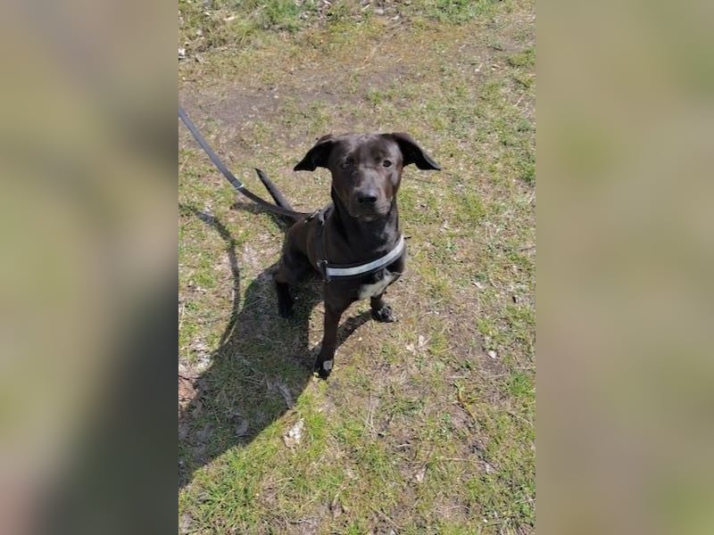 Patch - Neugieriger Jungspund sucht dich! (06886 Lutherstadt Wittenberg)