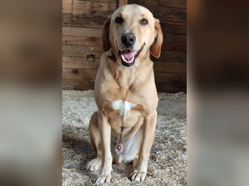 Charlie - Wer nimmt sich Zeit, ihn kennenzulernen? (07806 Weira)