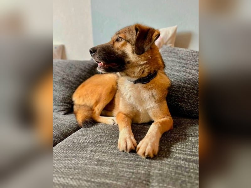 Rey wünscht sich eine eigene Familie (15938 Drahnsdorf)