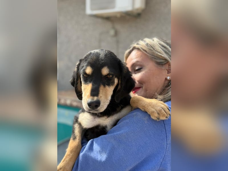 Franzl möchte euer Familienhund werden (85614 Kirchseeon-Eglharting)