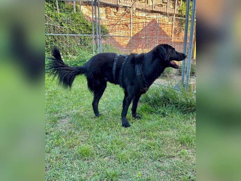 Blacky - Das Glück zum Greifen nah (15938 Drahnsdorf)