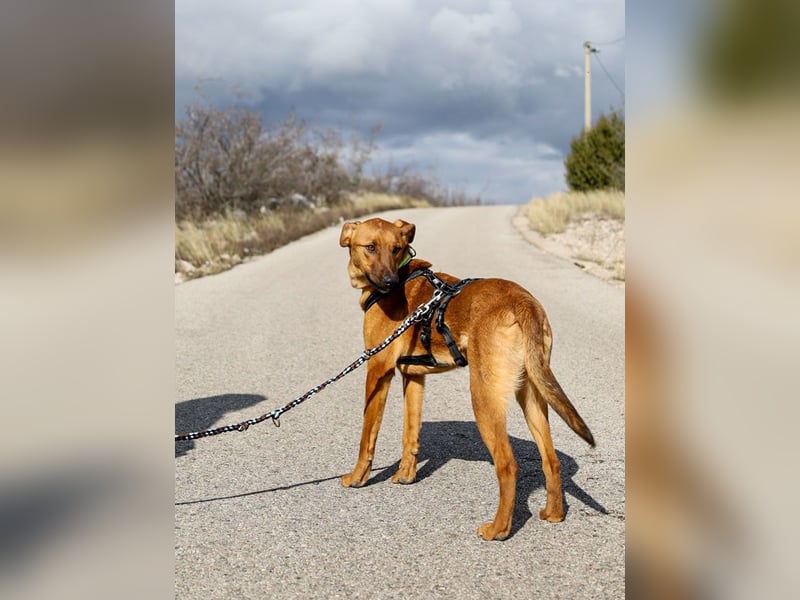 Joschi – ein Freund fürs Leben