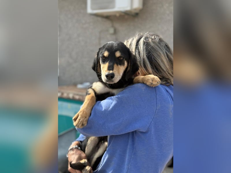 Franzl möchte euer Familienhund werden (85614 Kirchseeon-Eglharting)