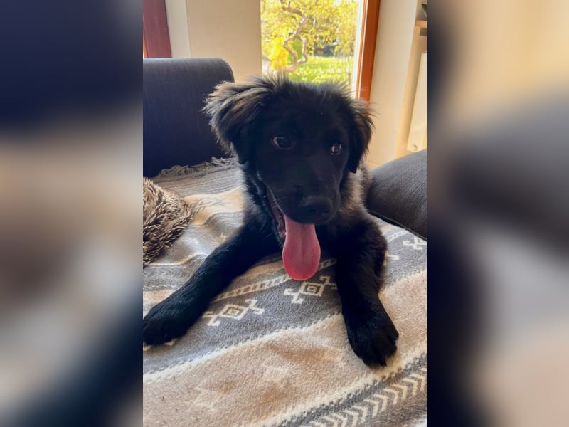Momo sucht ein liebevolles Zuhause (80997 München)