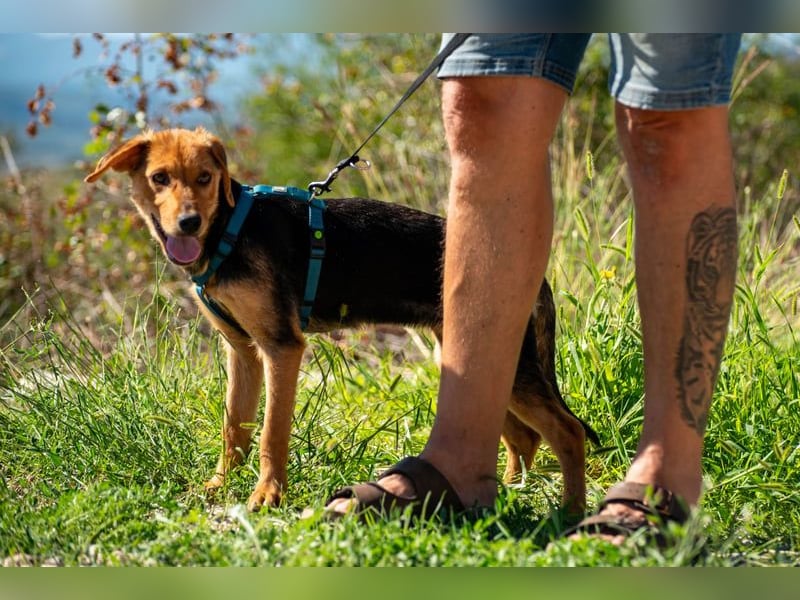 Elara möchte Teil eurer Familie werden (85591 Vaterstetten)