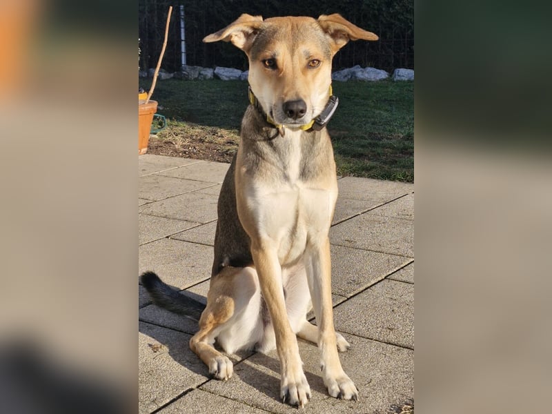 Trusky - sensibler Jungspund sucht Sicherheit (83098 Brannenburg)