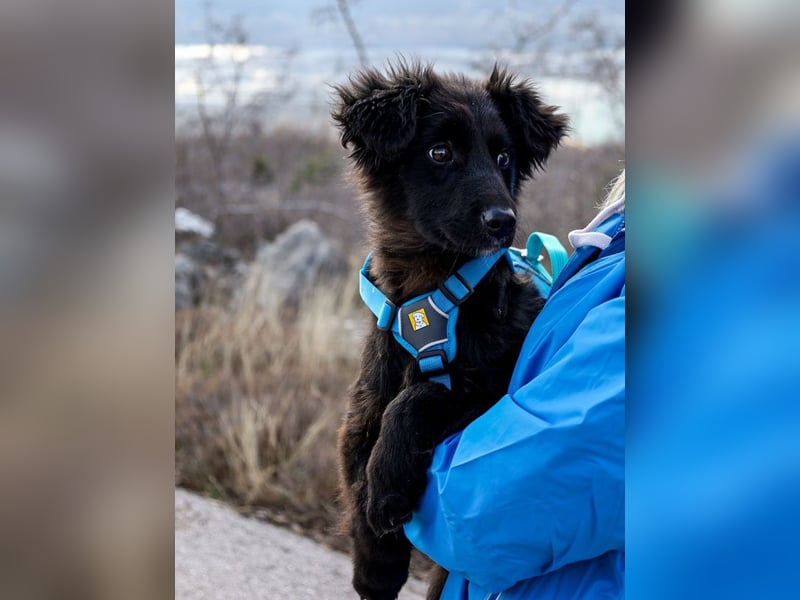 Robbie wünscht sich sein eigenes Körbchen (53498 Bad Breisig)
