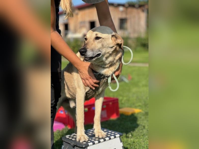 Lucky sehnt sich nach einem Für-immer-Zuhause (84152 Mengkofen)