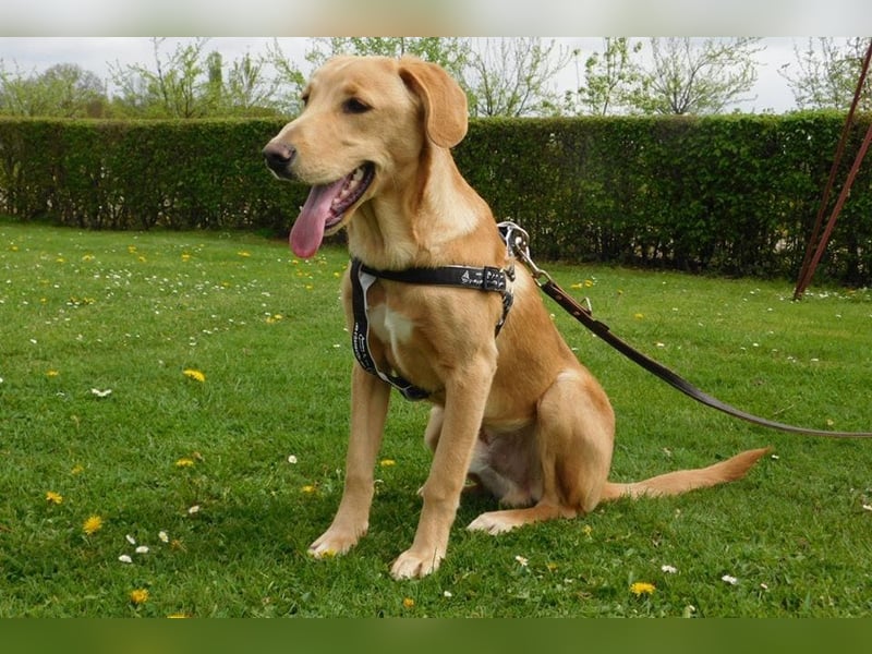 Charlie - Wer nimmt sich Zeit, ihn kennenzulernen? (07806 Weira)