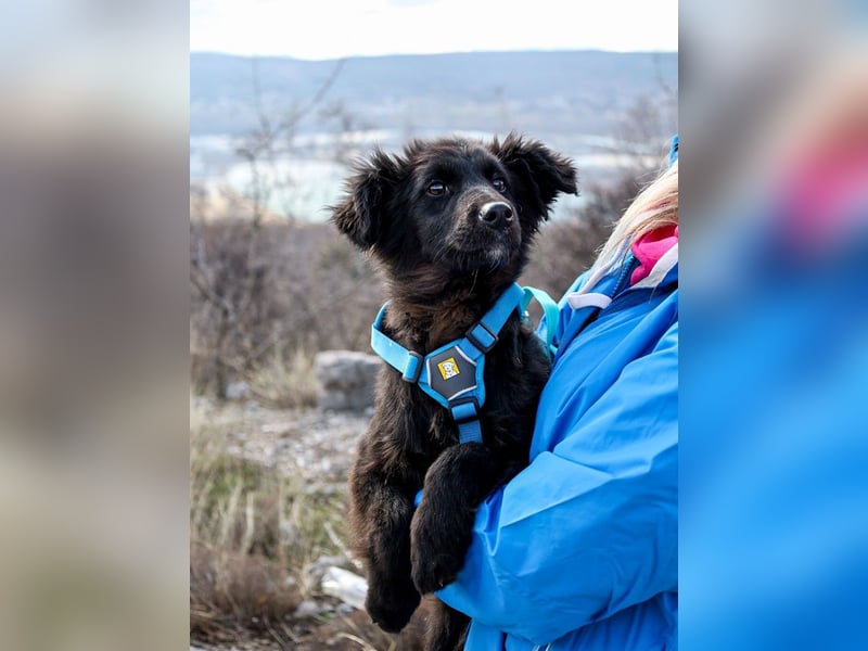 Robbie wünscht sich sein eigenes Körbchen (53498 Bad Breisig)