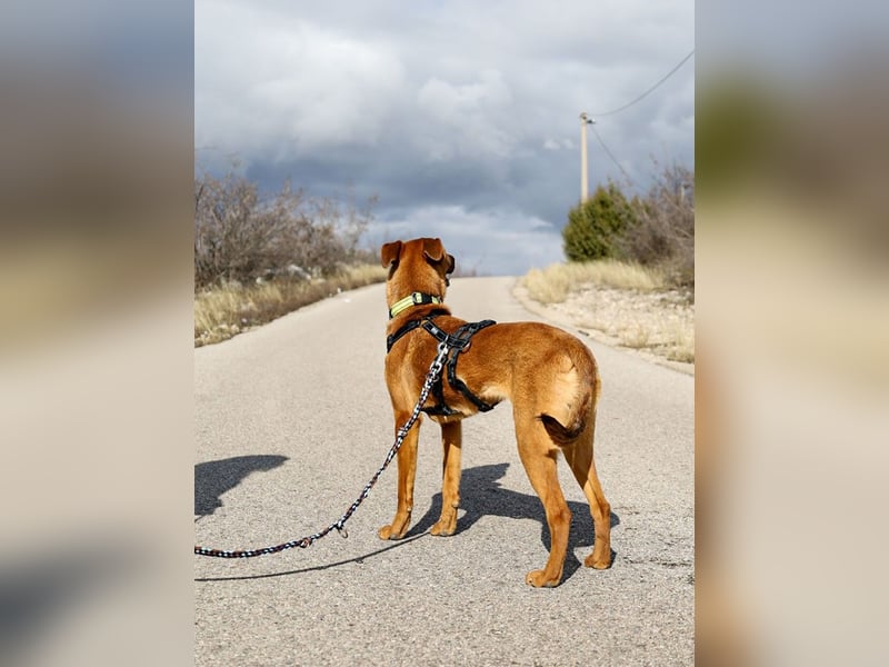 Joschi – ein Freund fürs Leben
