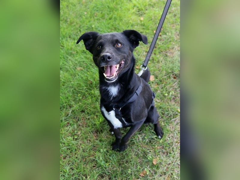 August - Großes Herz sucht Familie für ein dauerhaftes Happy End! (78166 Donaueschingen)