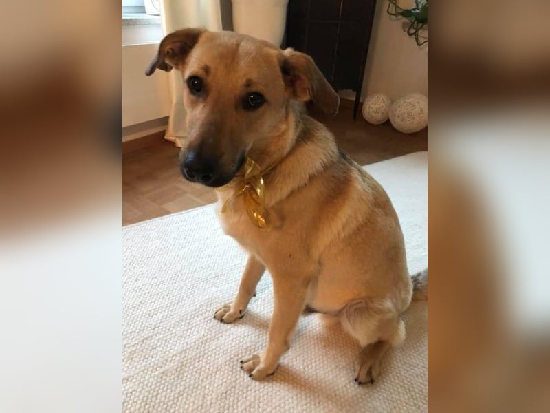 Lucky sehnt sich nach einem Für-immer-Zuhause (84152 Mengkofen)