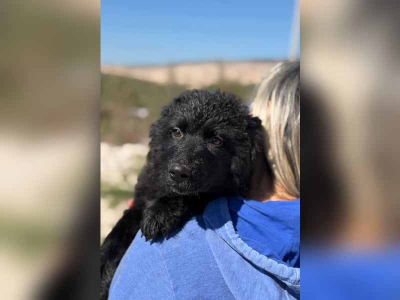 Kiano - Freund fürs Leben gesucht