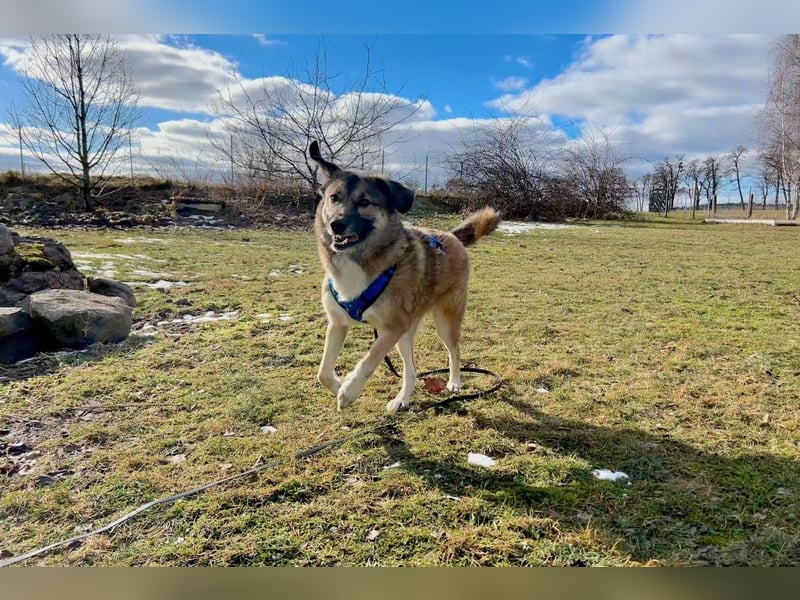Rey wünscht sich eine eigene Familie (15938 Drahnsdorf)