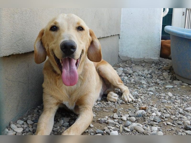 Charlie - Wer nimmt sich Zeit, ihn kennenzulernen? (07806 Weira)