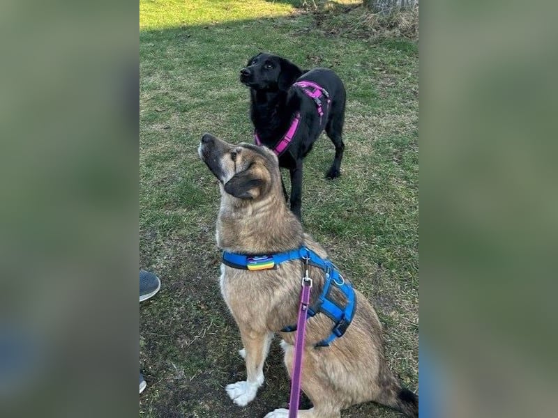 Rey wünscht sich eine eigene Familie (15938 Drahnsdorf)