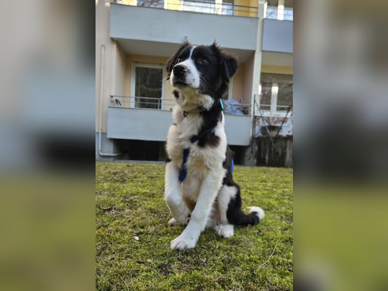 Rolli - 5 Monate, verspielt, menschenbezogen