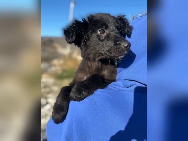 Robbie wünscht sich sein eigenes Körbchen (53498 Bad Breisig)