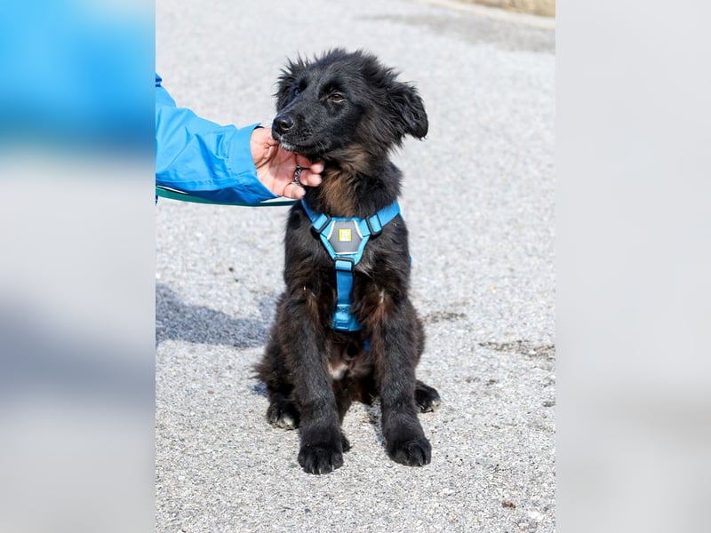 Robbie wünscht sich sein eigenes Körbchen (53498 Bad Breisig)