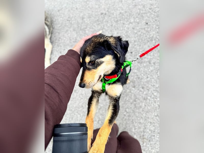 Franzl möchte euer Familienhund werden (85614 Kirchseeon-Eglharting)