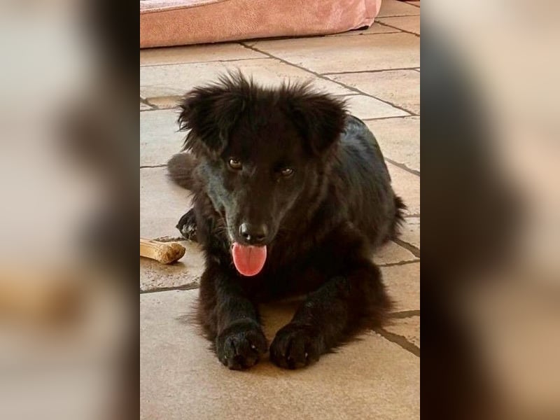 Robbie wünscht sich sein eigenes Körbchen (53498 Bad Breisig)