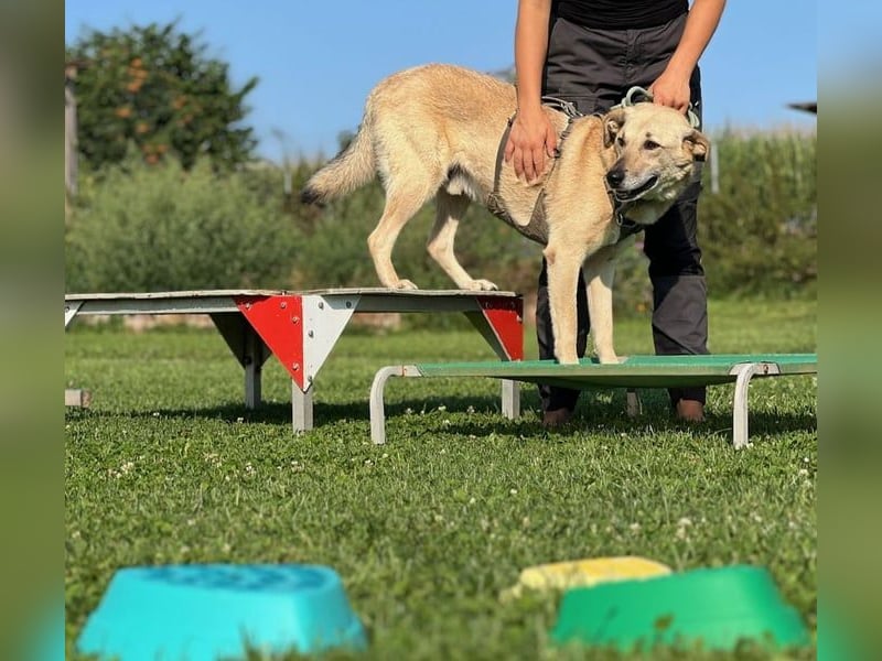 Lucky sehnt sich nach einem Für-immer-Zuhause (84152 Mengkofen)
