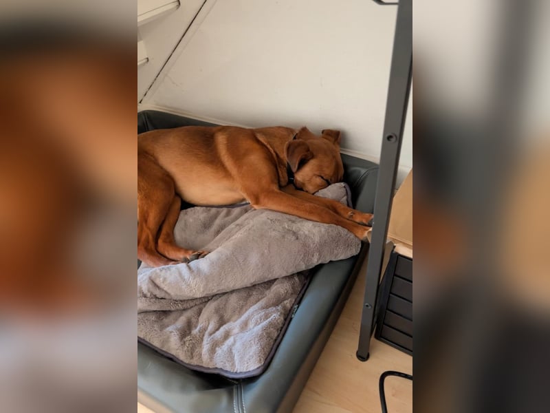 Joschi – ein Freund fürs Leben