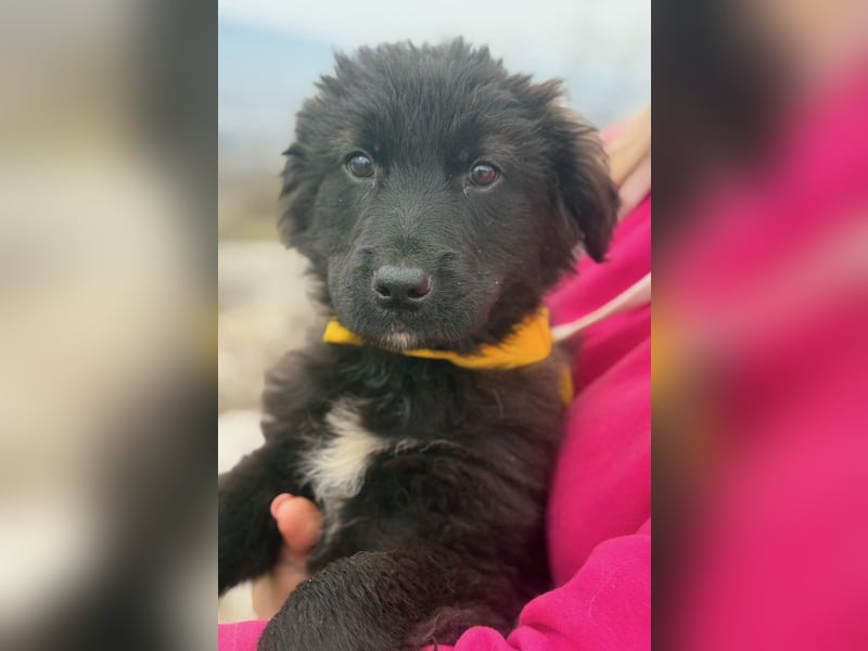 Momo sucht ein liebevolles Zuhause (80997 München)