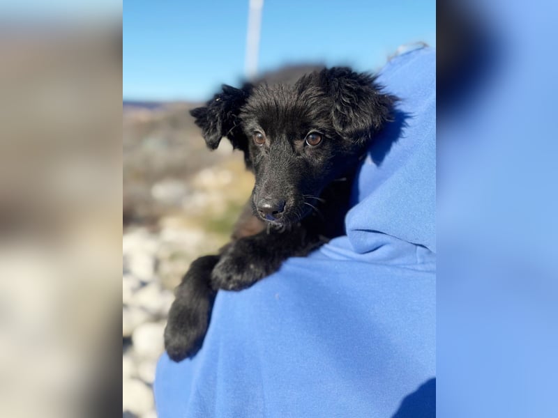 Robbie wünscht sich sein eigenes Körbchen (53498 Bad Breisig)