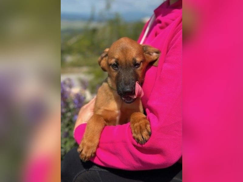 Joschi – ein Freund fürs Leben