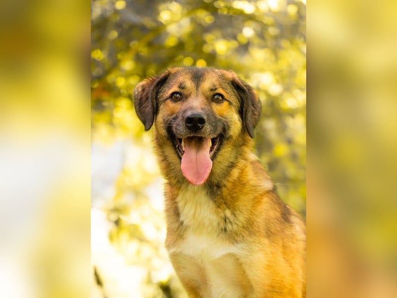 Rey wünscht sich eine eigene Familie (15938 Drahnsdorf)