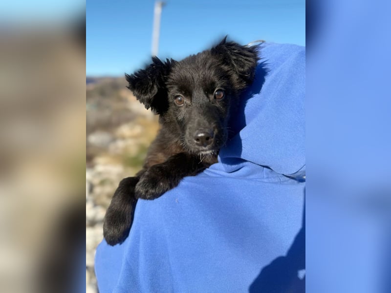 Robbie wünscht sich sein eigenes Körbchen (53498 Bad Breisig)