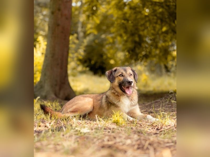 Rey wünscht sich eine eigene Familie (15938 Drahnsdorf)