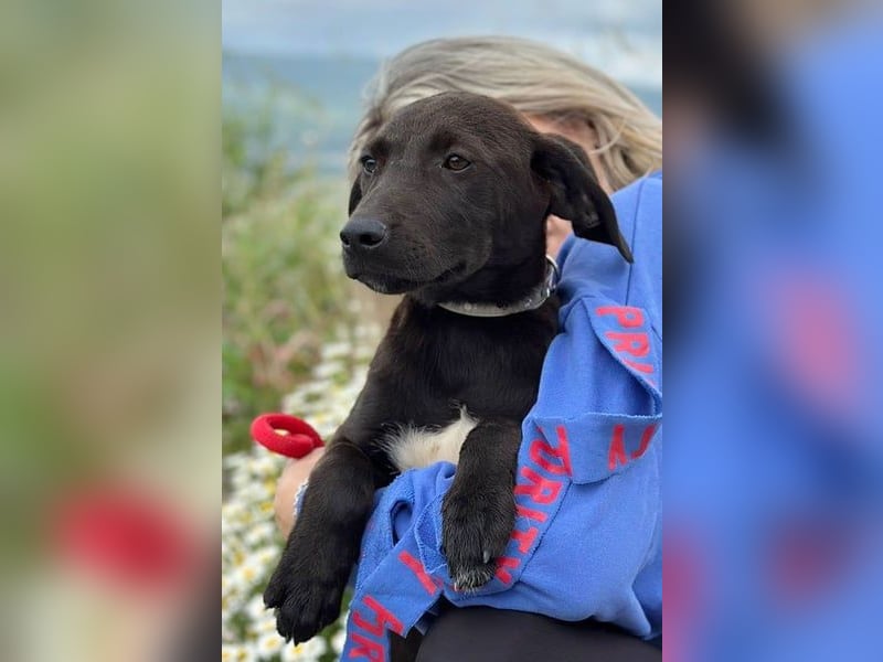 Patch - Neugieriger Jungspund sucht dich! (06886 Lutherstadt Wittenberg)