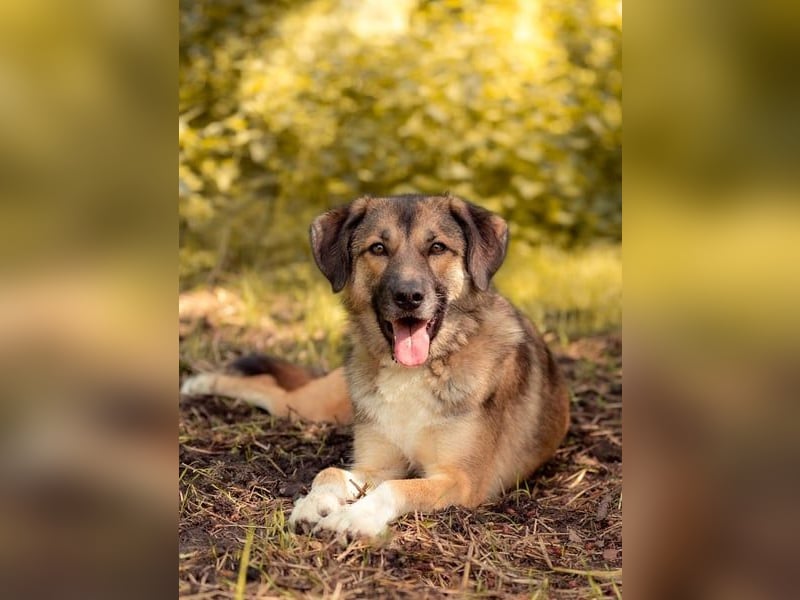 Rey wünscht sich eine eigene Familie (15938 Drahnsdorf)