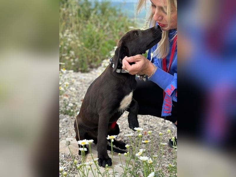 Patch - Neugieriger Jungspund sucht dich! (06886 Lutherstadt Wittenberg)