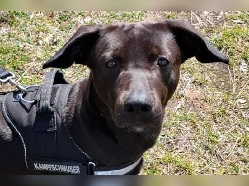 Patch - Neugieriger Jungspund sucht dich! (06886 Lutherstadt Wittenberg)