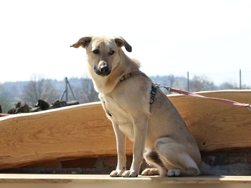 Lucky sehnt sich nach einem Für-immer-Zuhause (84152 Mengkofen)
