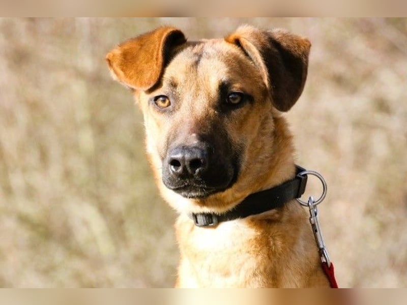 Maddox sucht Menschen, die ihm die Welt zeigen (73630 Remshalden)