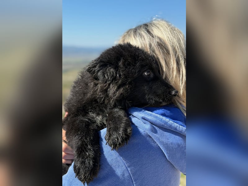 Kiano - Freund fürs Leben gesucht