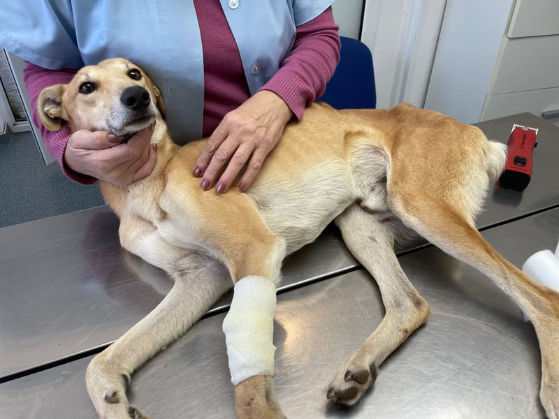 TOFU sucht ein Zuhause