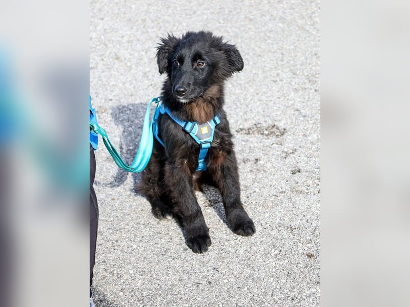 Robbie wünscht sich sein eigenes Körbchen (53498 Bad Breisig)