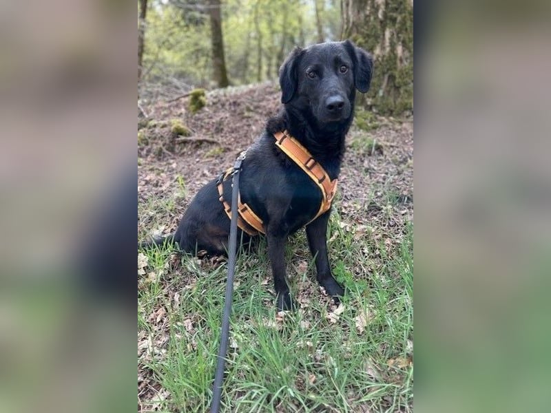 Blacky - Das Glück zum Greifen nah (15938 Drahnsdorf)