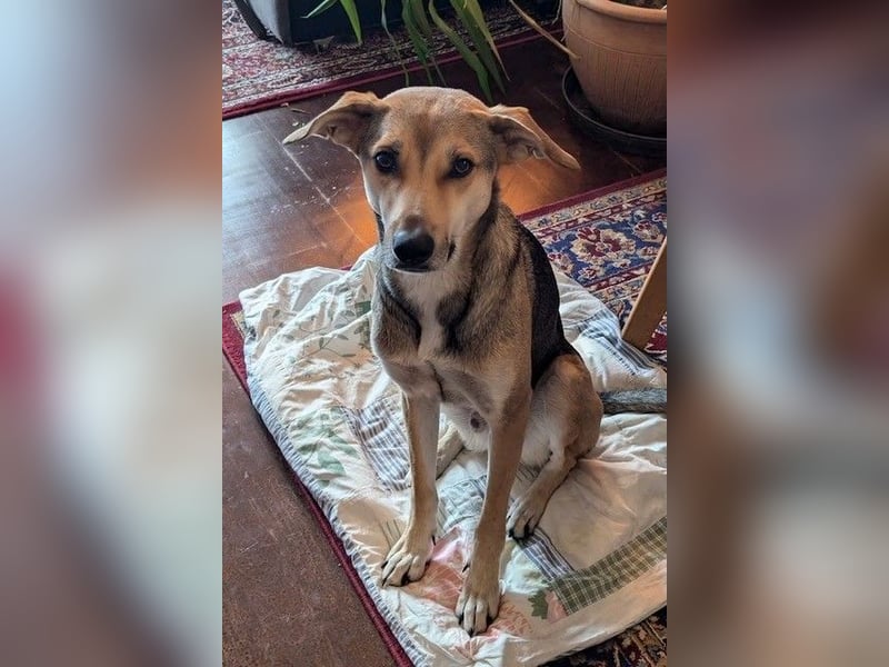 Trusky - sensibler Jungspund sucht Sicherheit