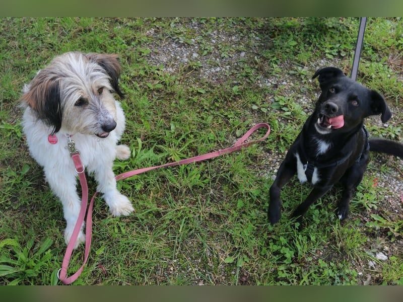 August - Großes Herz sucht Familie für ein dauerhaftes Happy End! (78166 Donaueschingen)