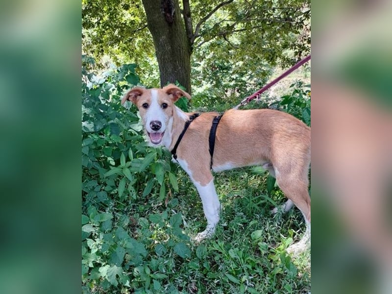 AUFGESCHLOSSENER SCOTT