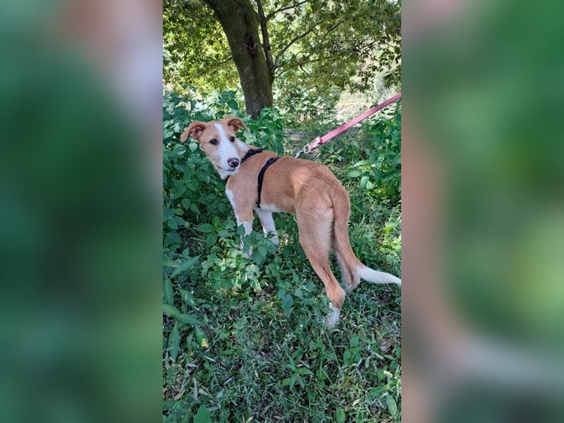 AUFGESCHLOSSENER SCOTT